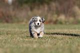 BERGER AUSTRALIEN PUPPIES 234